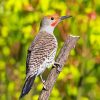 Adorable Northern Flicker paint by numbers