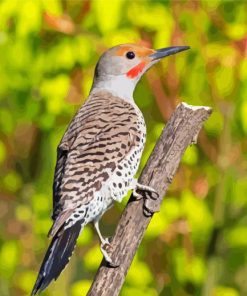 Adorable Northern Flicker paint by numbers