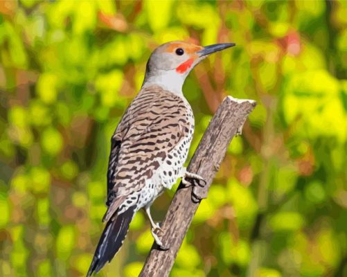 Adorable Northern Flicker paint by numbers