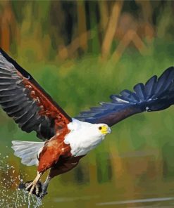 African Fish Eagle Bird paint by numbers