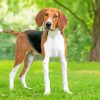 American Foxhound Dog Animal paint by numbers