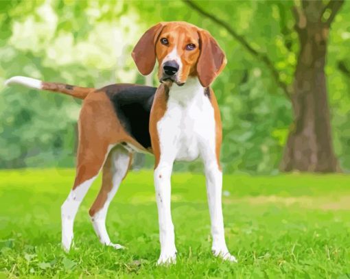 American Foxhound Dog Animal paint by numbers