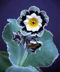 Black And White Primula Auricula paint by numbers