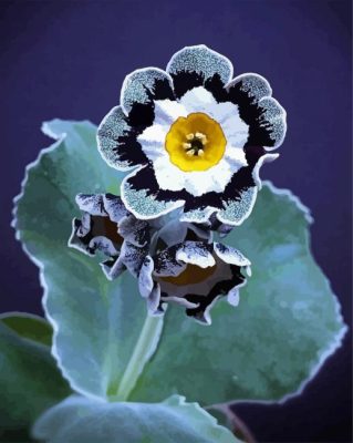 Black And White Primula Auricula paint by numbers