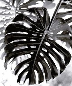 Black And White Swiss Cheese Plant Leave paint by numbers