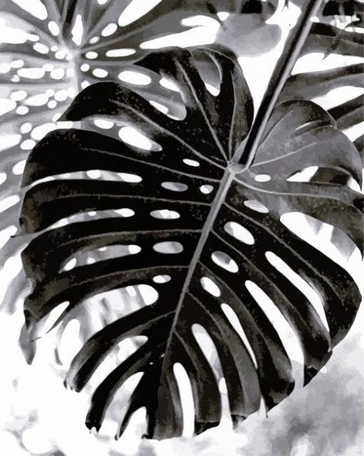 Black And White Swiss Cheese Plant Leave paint by numbers