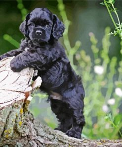 Black Cocker Spaniel Puppy paint by numbers