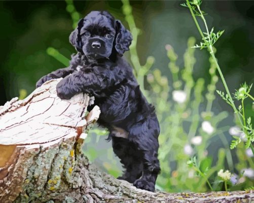 Black Cocker Spaniel Puppy paint by numbers