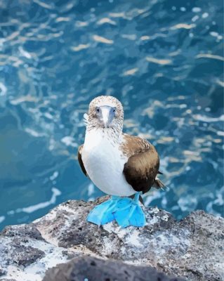 Blue Booby Bird paint by numbers