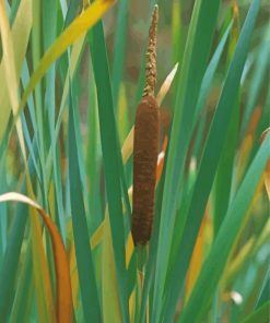 Cattail Plant And Leaves paint by numbers