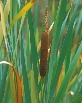 Cattail Plant And Leaves paint by numbers