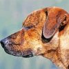 Close Up Plott Hound paint by numbers
