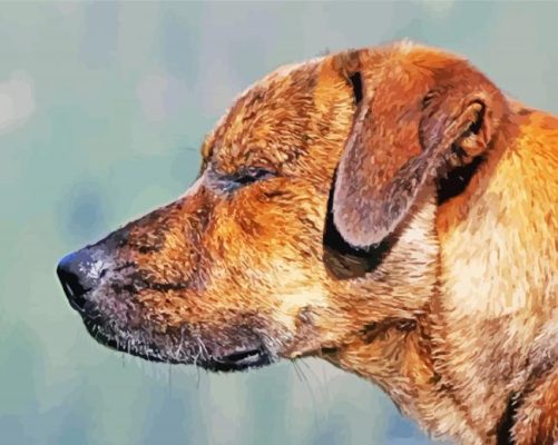 Close Up Plott Hound paint by numbers