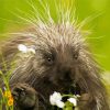 Cute Porcupine paint by numbers