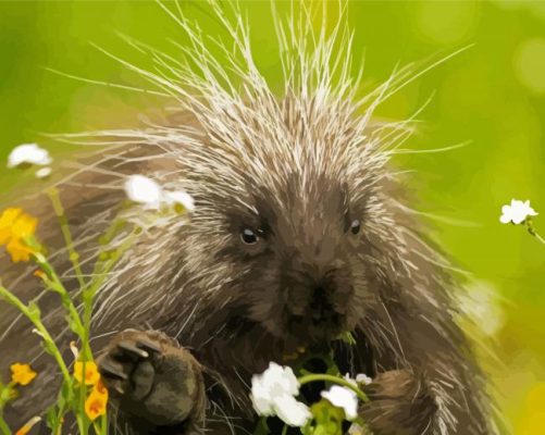 Cute Porcupine paint by numbers