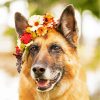 Dog In Flowers Crown paint by numbers