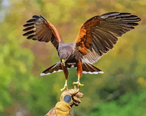 Harris Hawk Desert Bird Paint By Number