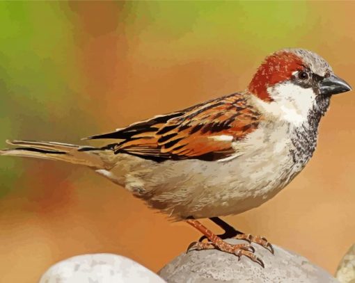 House Sparrow paint by numbers