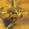 Marsh Frog In Water Art paint by numbers