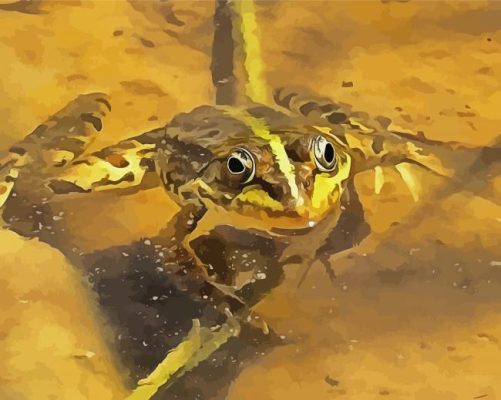 Marsh Frog In Water Art paint by numbers