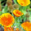 Orange Poppies paint by numbers