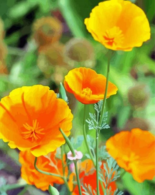 Orange Poppies paint by numbers