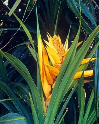 Pandanus Plant paint by numbers