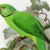Ringneck Parrot Bird Art paint by numbers
