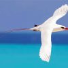 The Tropicbird paint by numbers
