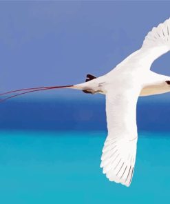 The Tropicbird paint by numbers