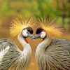 Two Grey Crowned Crane paint by numbers