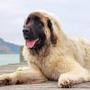 White Leonberger Dog paint by numbers