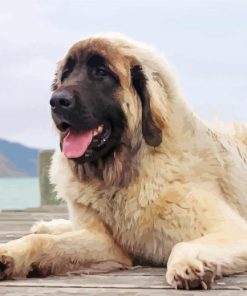White Leonberger Dog paint by numbers