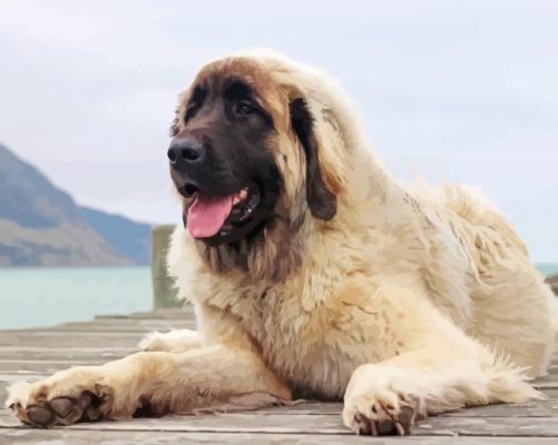 White Leonberger Dog paint by numbers