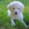 White Retriever Dog paint by numbers