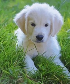 White Retriever Dog paint by numbers