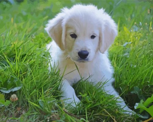 White Retriever Dog paint by numbers