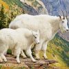 Wild Mountain Goats paint by numbers