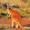 Wild Red Kangaroo paint by numbers