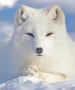 Baby Arctic Fox paint by numbers