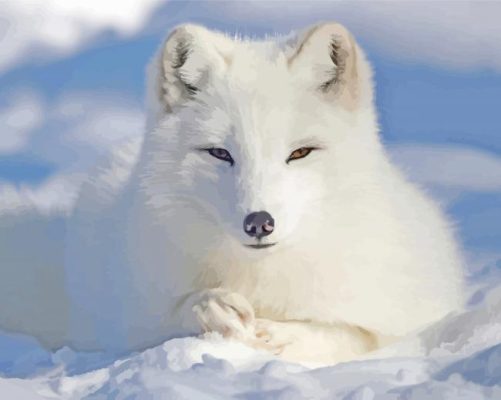 Baby Arctic Fox paint by numbers