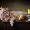 Cat And Still Life Pears paint by numbers