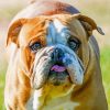 Cute Australian Bulldog paint by numbers