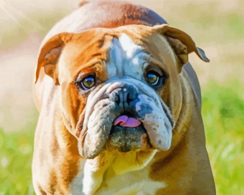 Cute Australian Bulldog paint by numbers