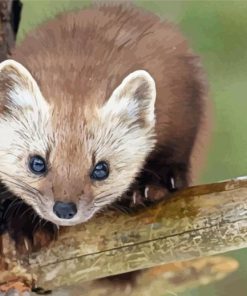 Cute Marten Animal paint by numbers
