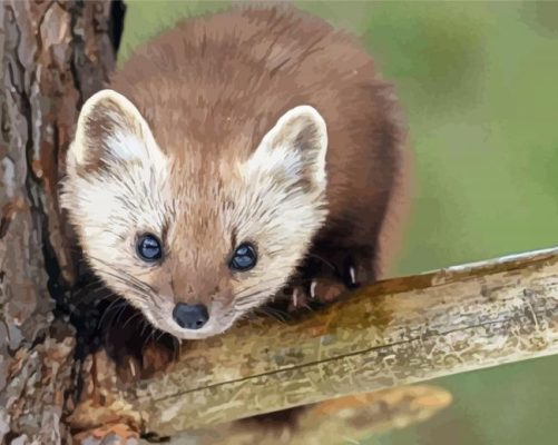 Cute Marten Animal paint by numbers