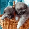 Keeshond Puppies In Basket paint by numbers