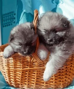 Keeshond Puppies In Basket paint by numbers