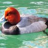 Redhead Duck Swimming paint by numbers