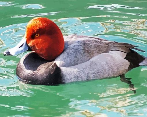 Redhead Duck Swimming paint by numbers